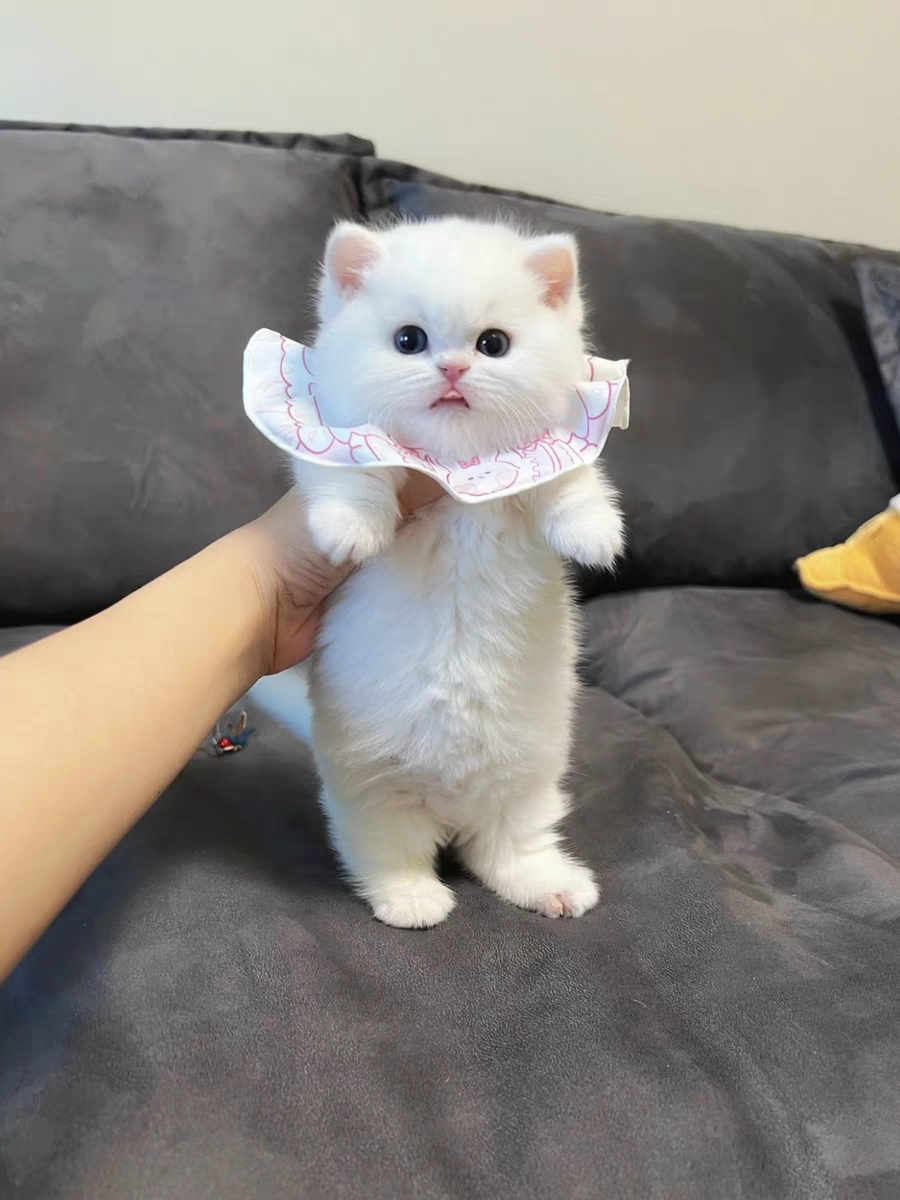 猫舍直销,批发价出售,曼基康矮脚猫